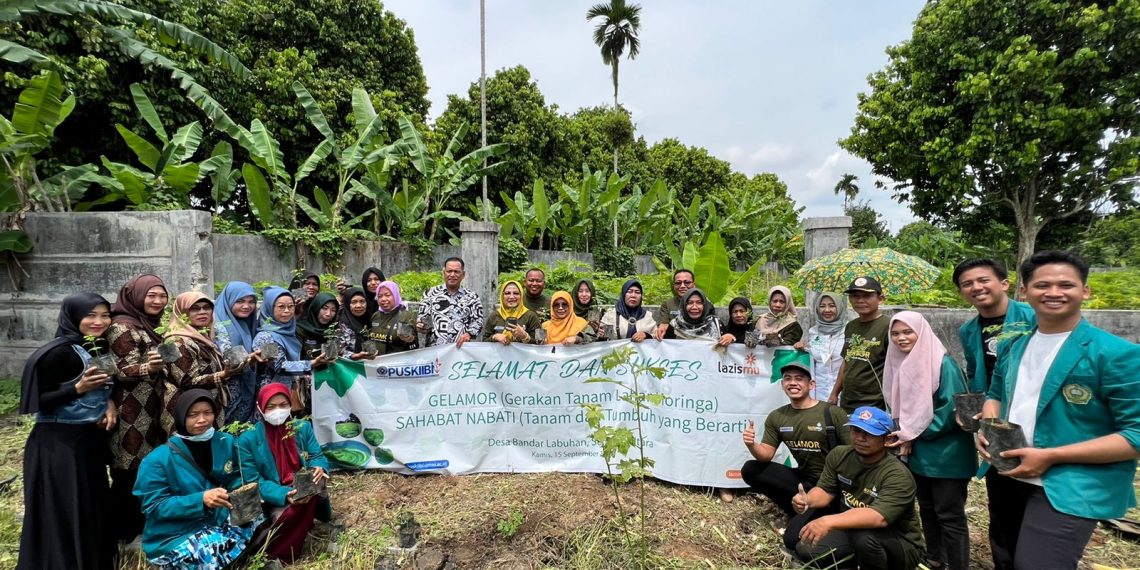 PUSKIIBI UMSU LAKUKAN PENANAMAN KELOR DI DESA BANDAR LABUHAN